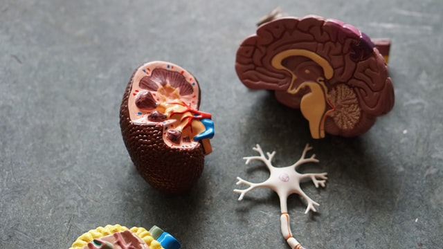 Organs