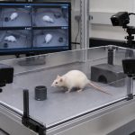 rat